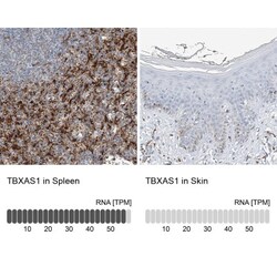 Thromboxane synthase Antibody, Novus Biologicals:Antibodies:Primary Antibodies